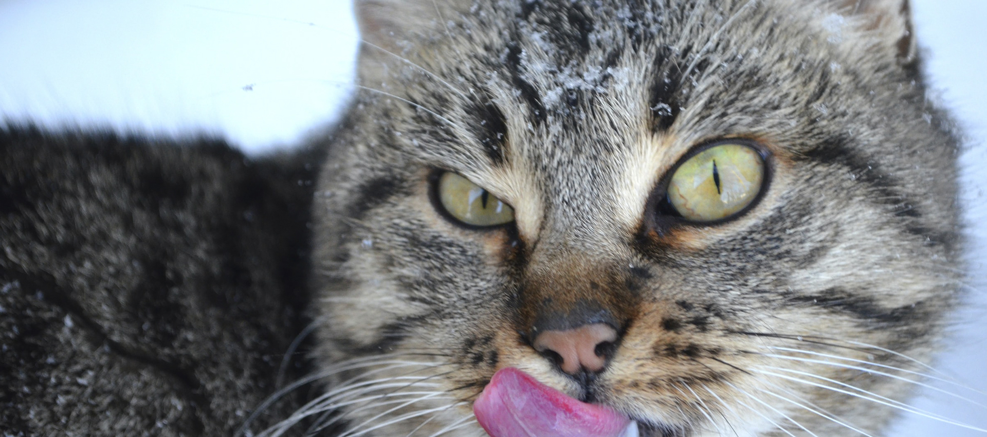 Аллергия у котов на сухой корм, что самое аллергенное