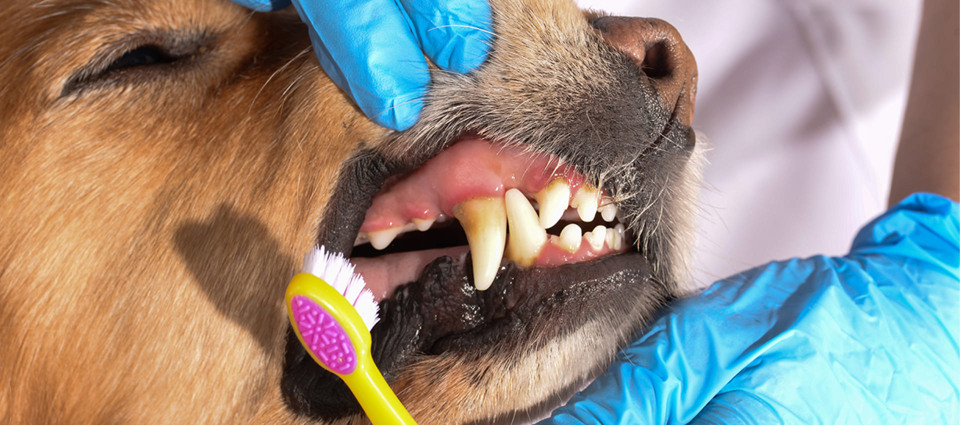 Здоровье полости рта у собак: причины болезней и как предотвратить их