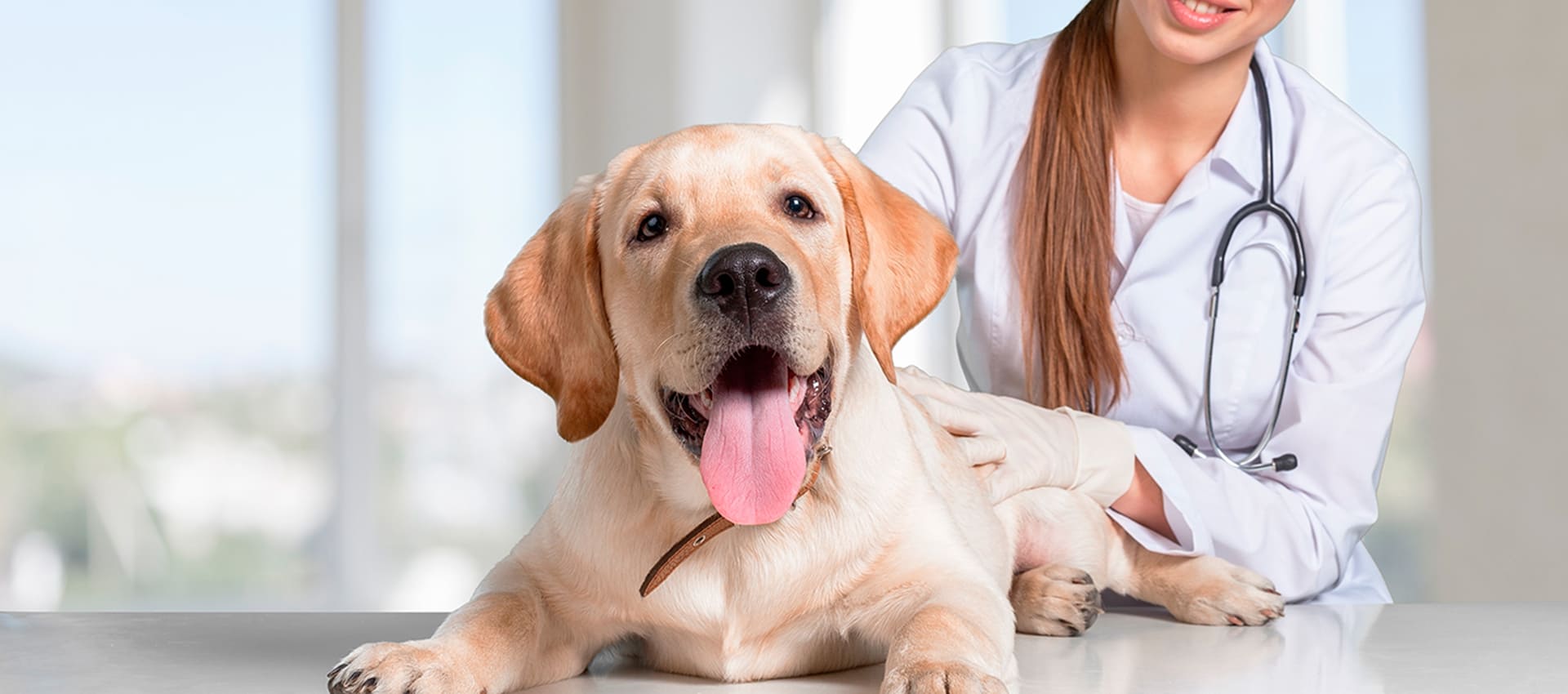 Токсокароз у собак: причины, симптомы, диагностика, лечение, осложнения