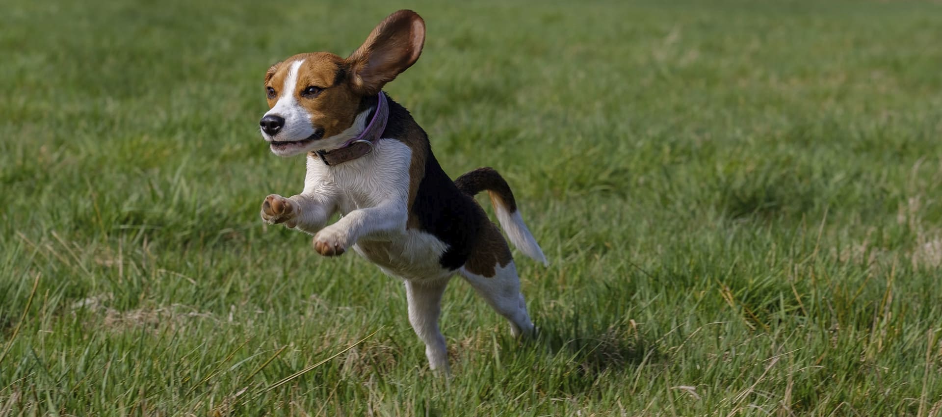 Как тренировать гончих собак?