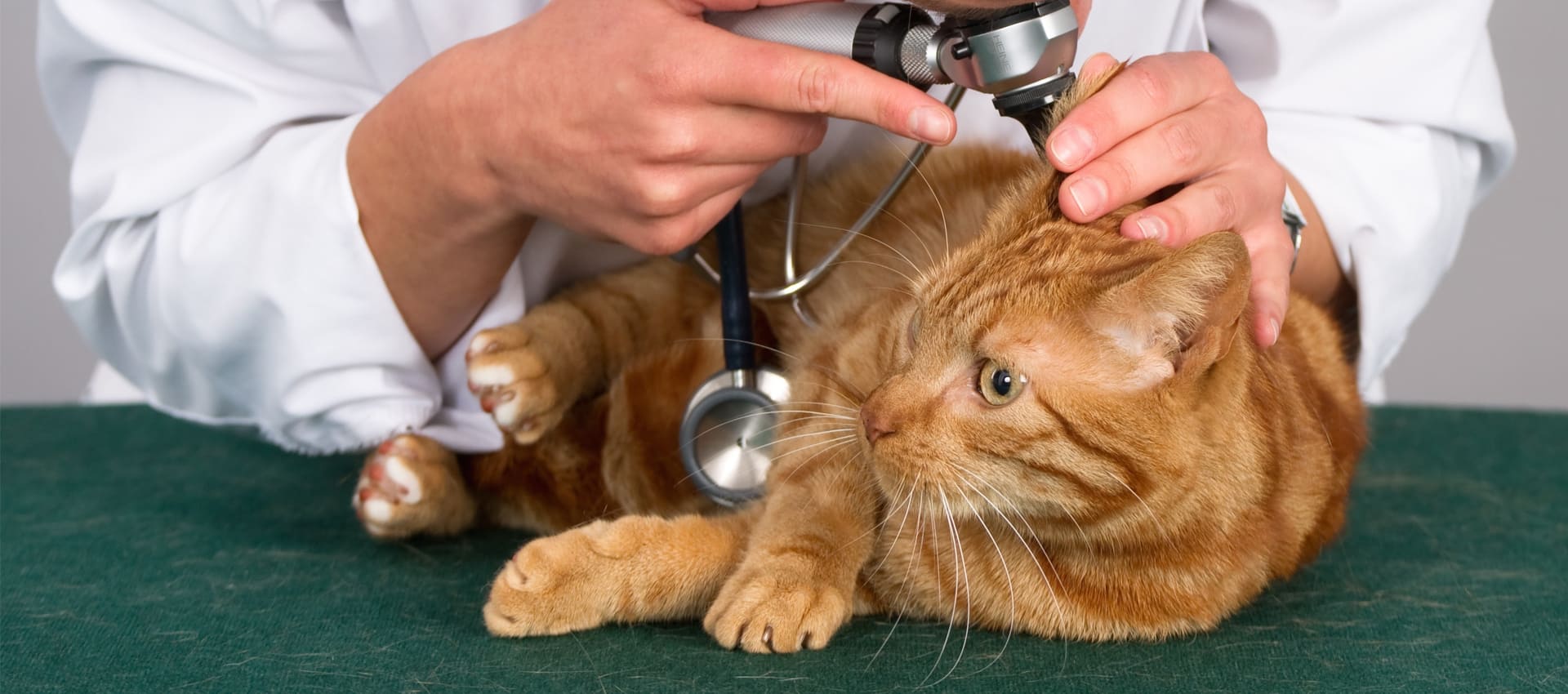 Отит у кошек, причины возникновения и способы лечения