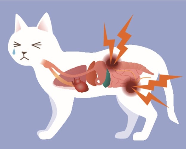 Мочекаменная болезнь у котов | Симптомы и лечение