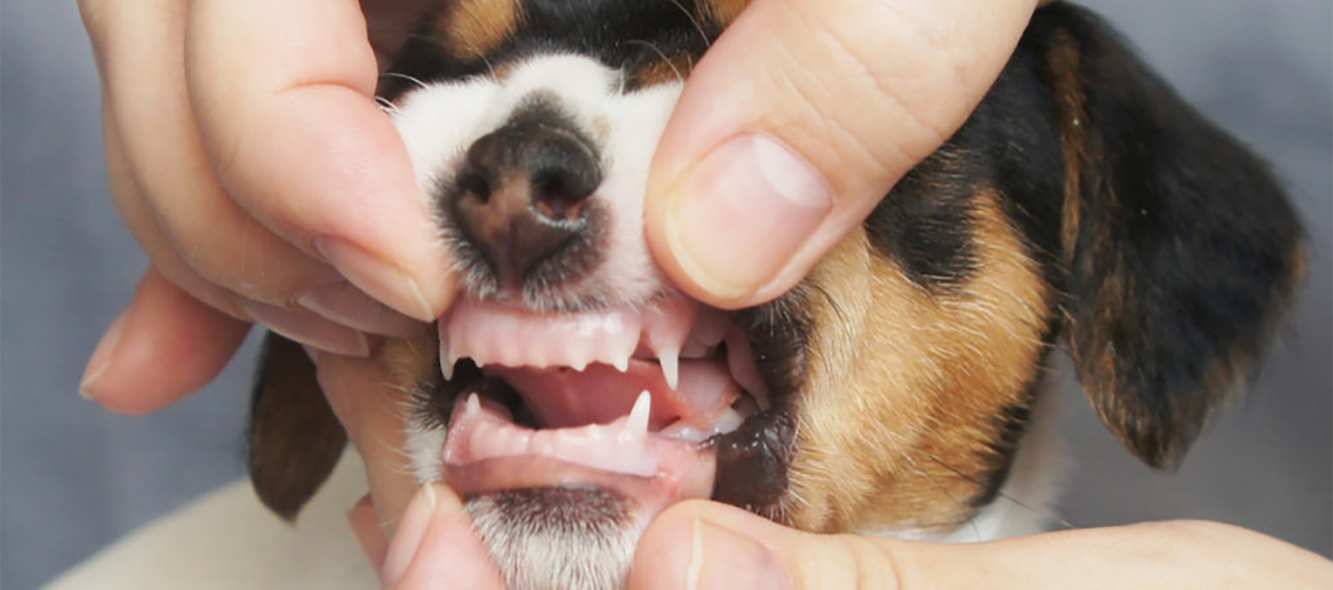Особенности смены зубов у щенков