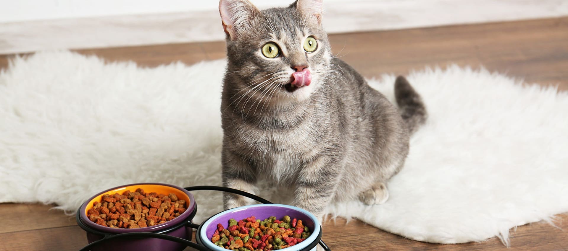 Корм для аппетита для кошки. Корм для кошек. Кошка ест корм. Натуральная еда для кошек.
