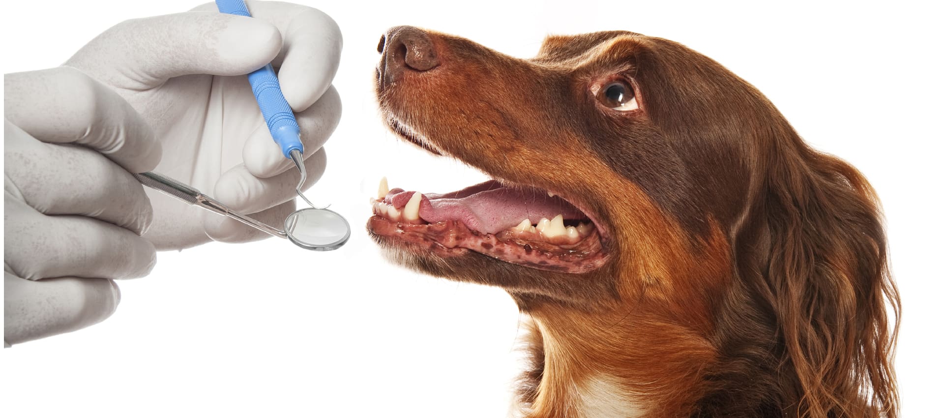 Симптомы гингивита у собак