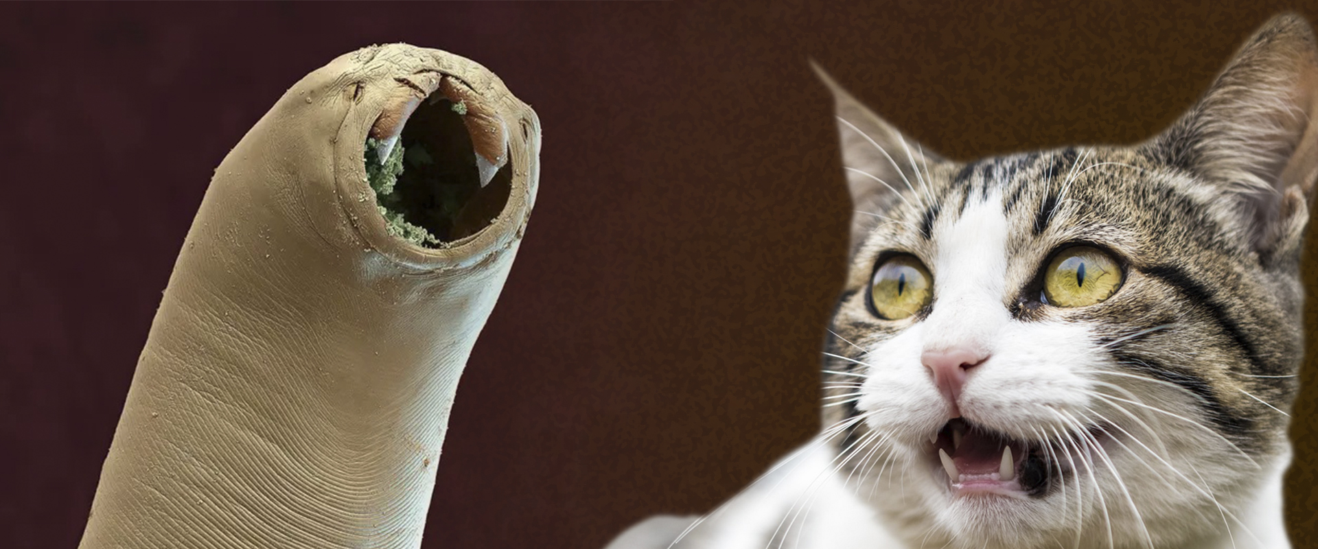Глисты у кошек, борьба с глистами у кошачьих