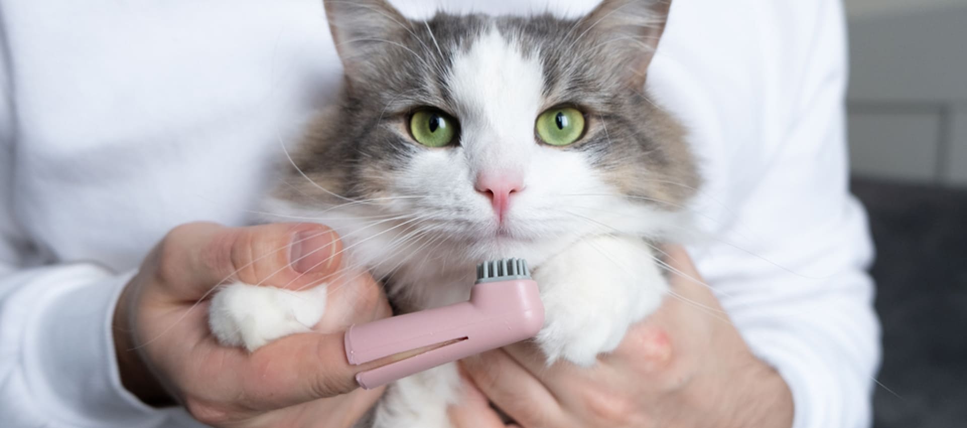 Неприятный запах изо рта у кошки, какие причины и лечение