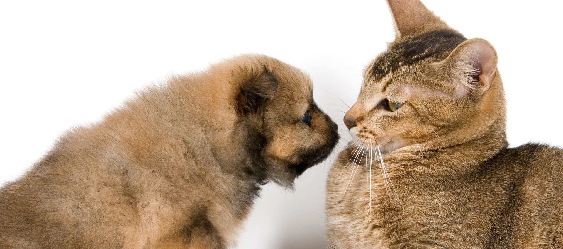 Как подружить кошку с собакой, правила воспитания питомцев