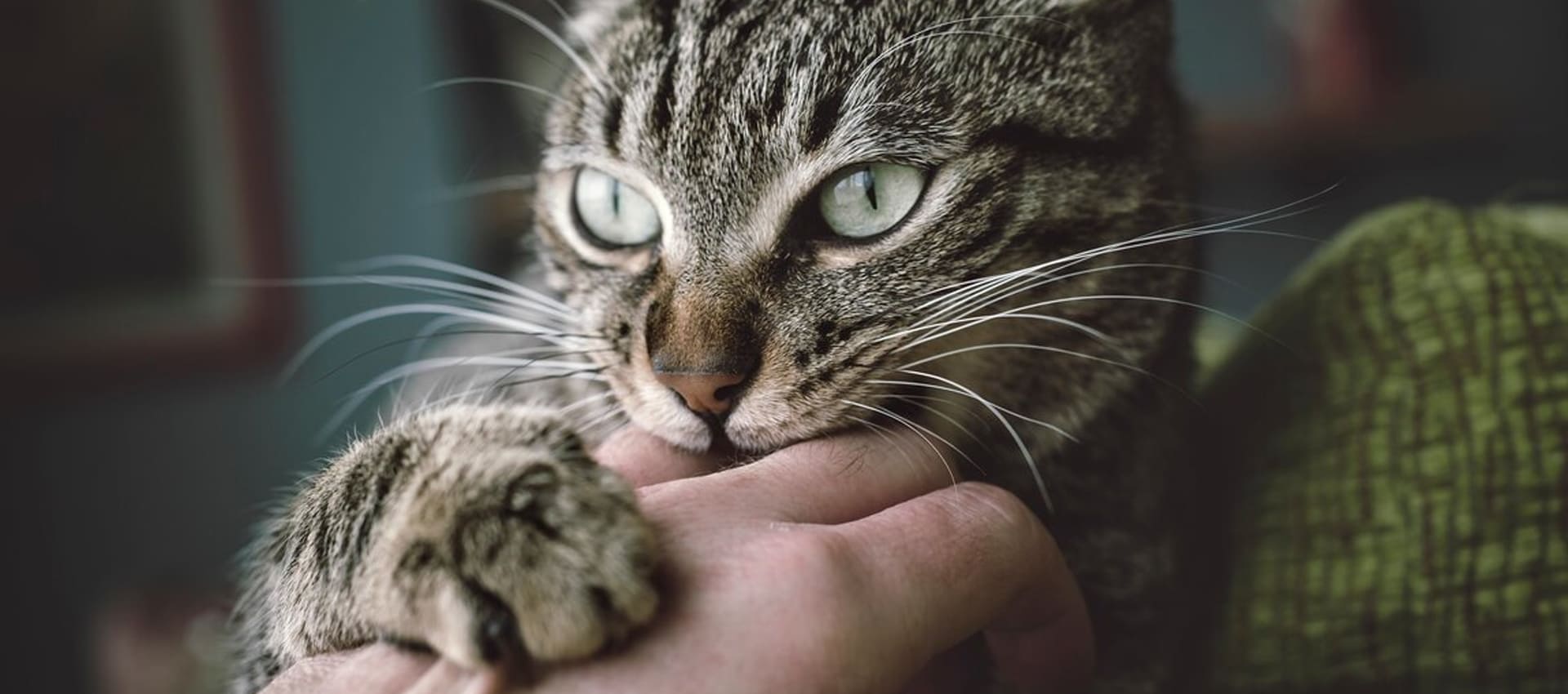 Кот кусается, причины агрессии и способы их решения