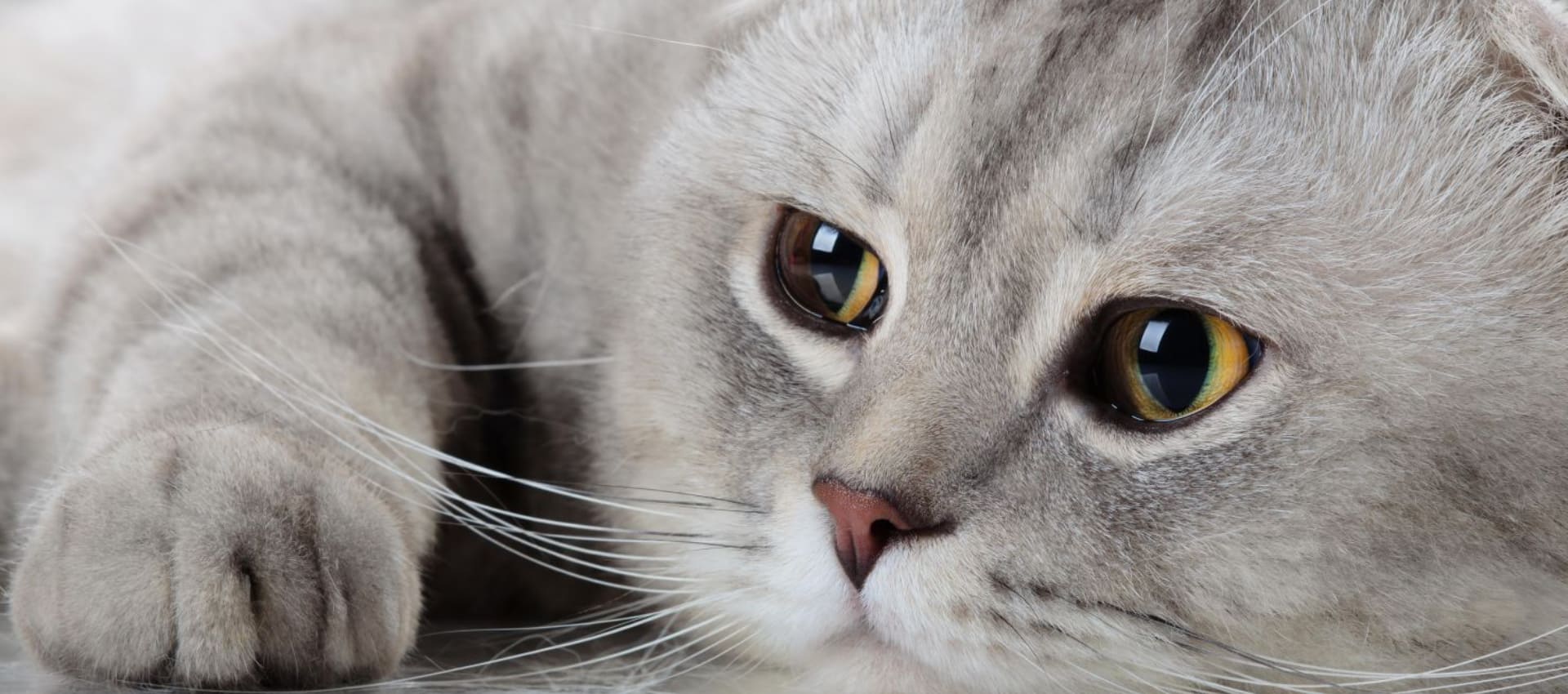 Кот не может пописать, причины недомогая и способы лечения