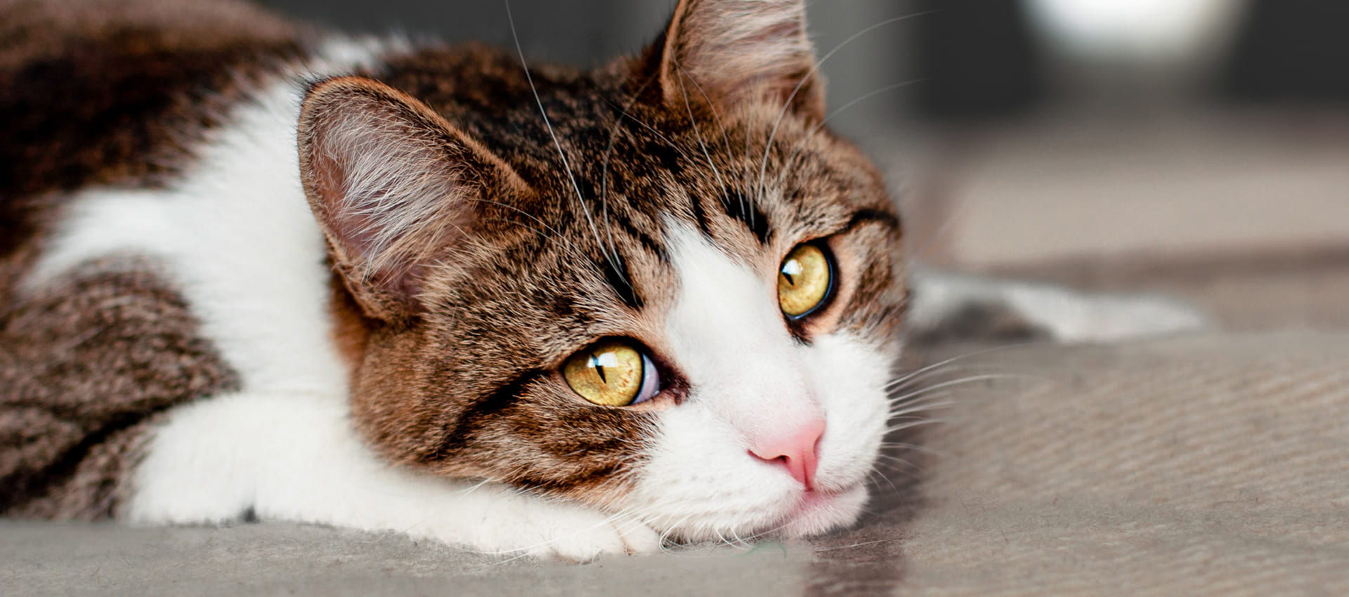 Мастит у кошек основные симптомы и способы лечения