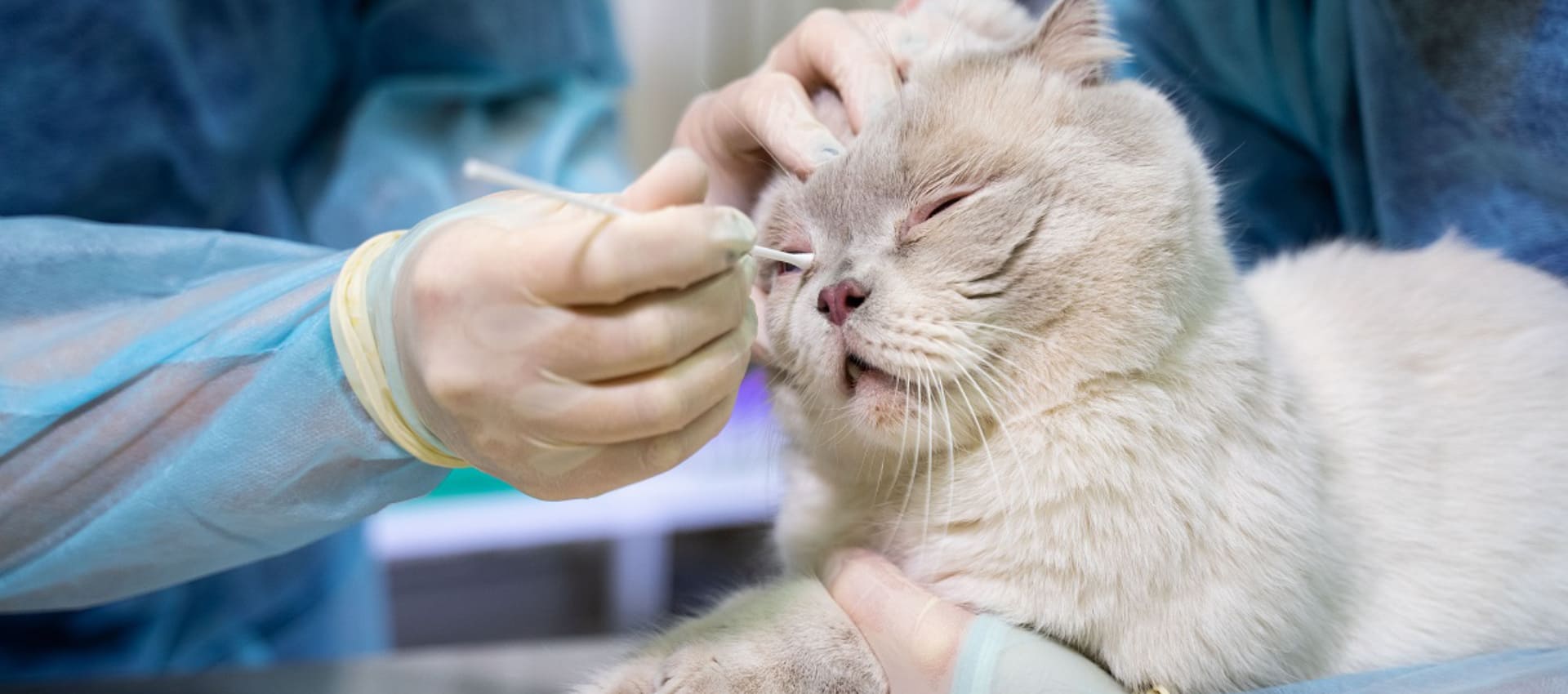 Ринотрахеит у кошек: способы заражения, лечение и профилактика - советы ветеринаров