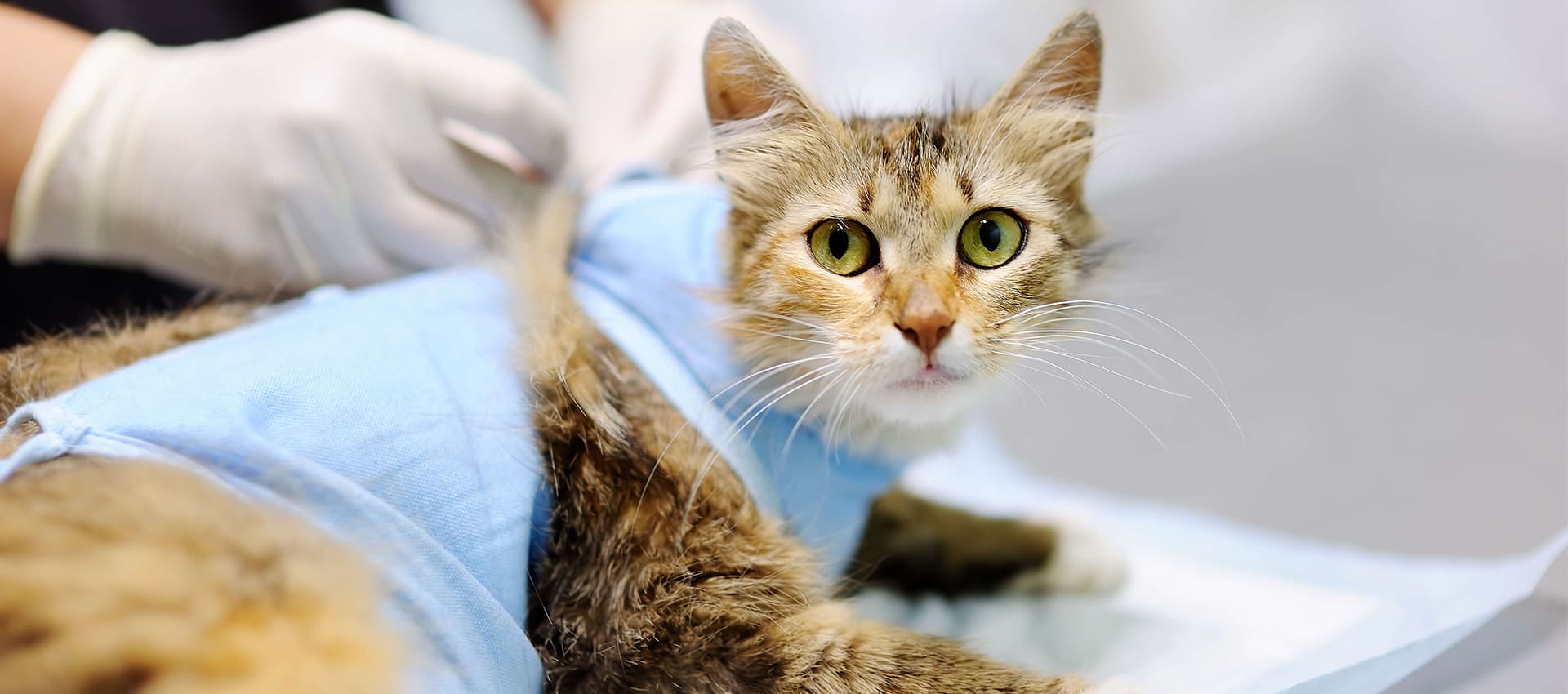 Что нужно знать о стерилизации кошек | Блог Старая Ферма