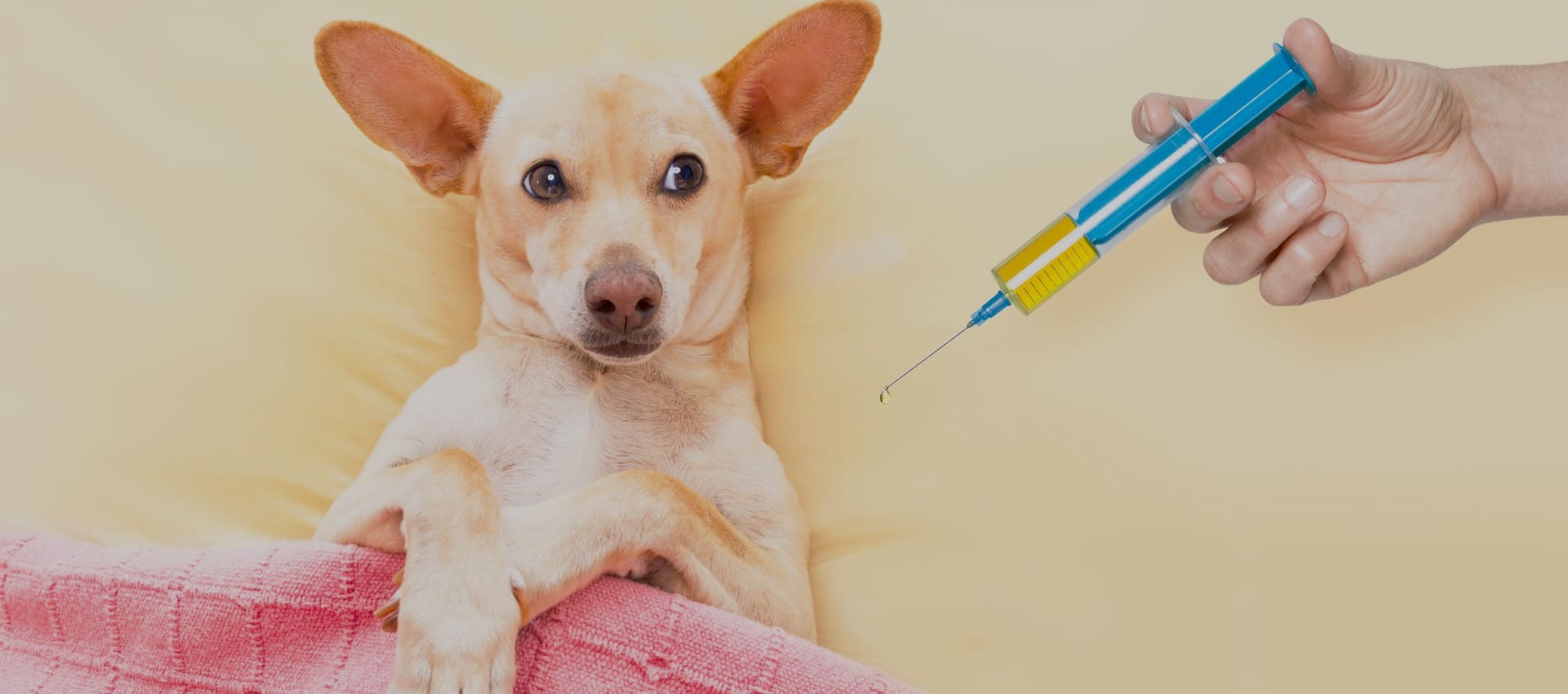 Как сделать внутримышечный укол собаке, инструкции по процедуре