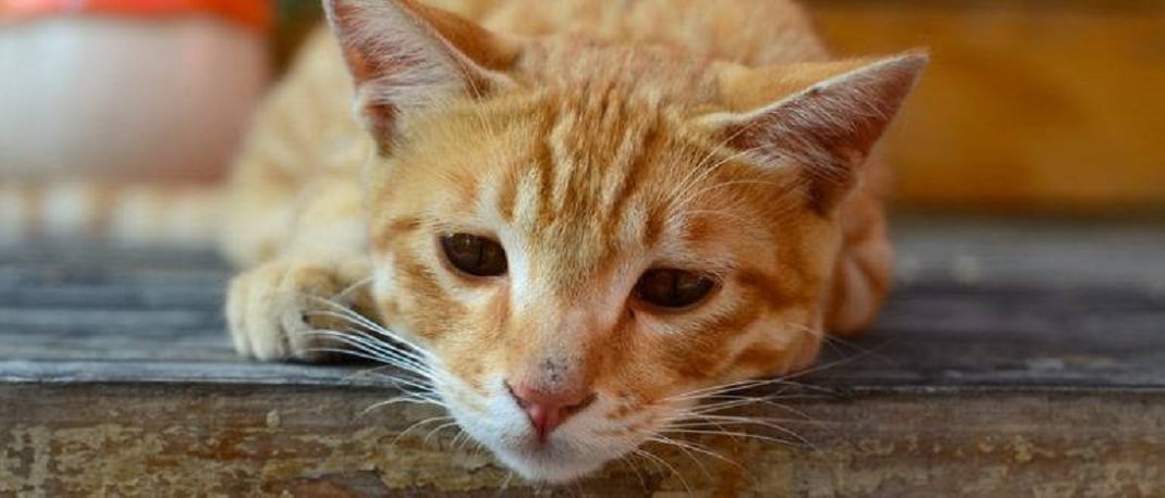 Чума у кошек | Симптомы и лечение