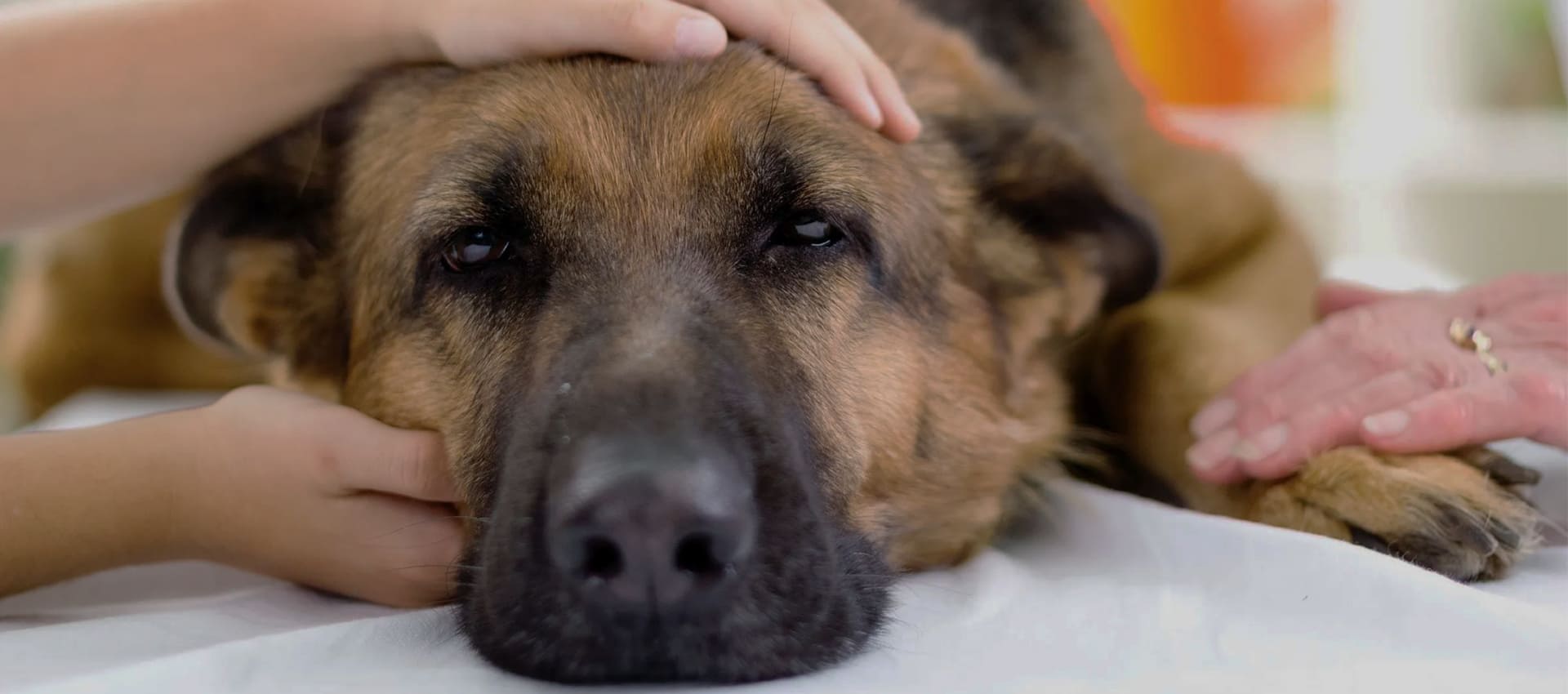 Заворот кишок у собаки – симптомы, советы ветеринаров