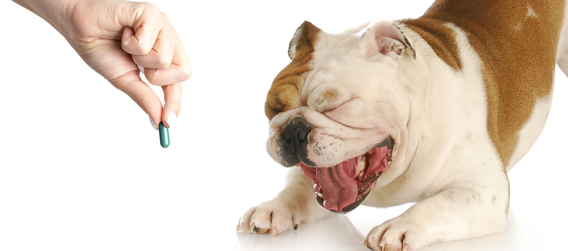 Как дать таблетку собаке, действенный способы и советы ветеринаров