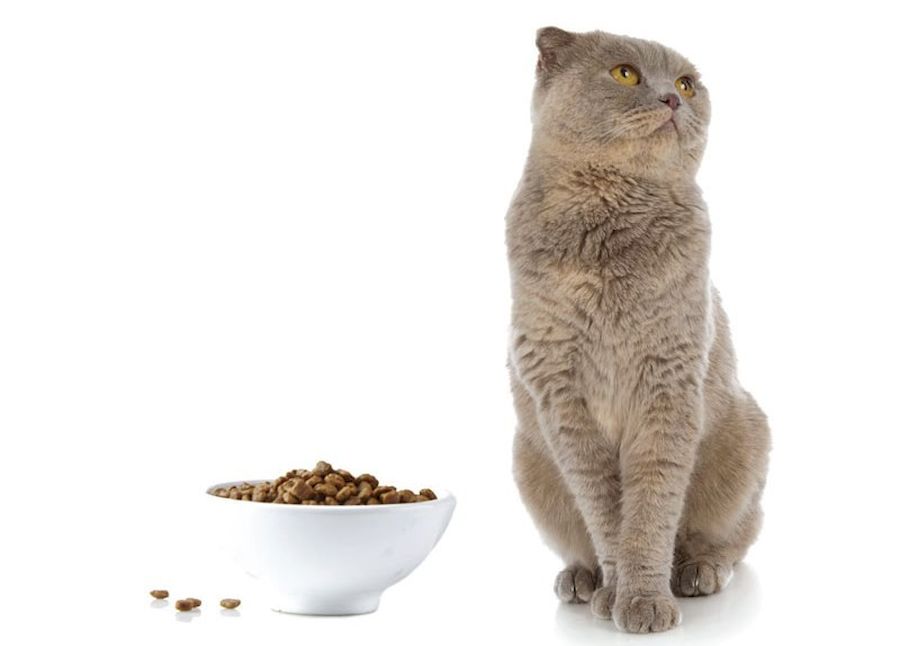 Что делать, если котенок не ест. заболевание или эмоциональный стрес