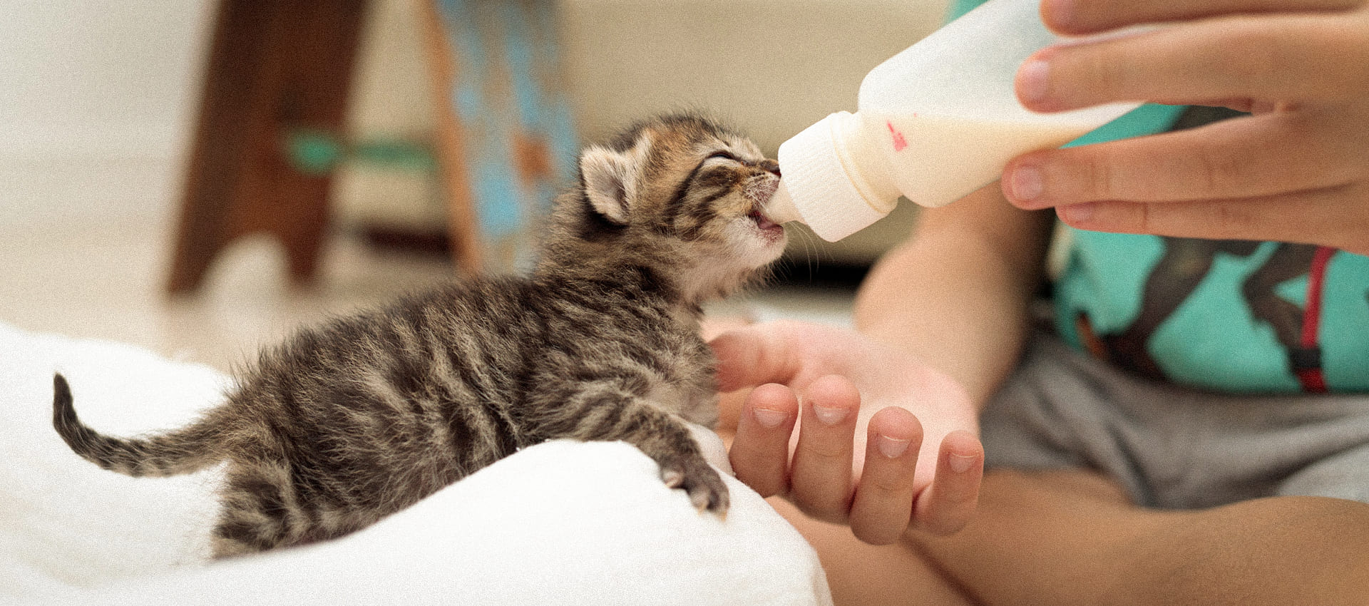 Как кормить котят без мамы, как выкормить котёнка своими руками
