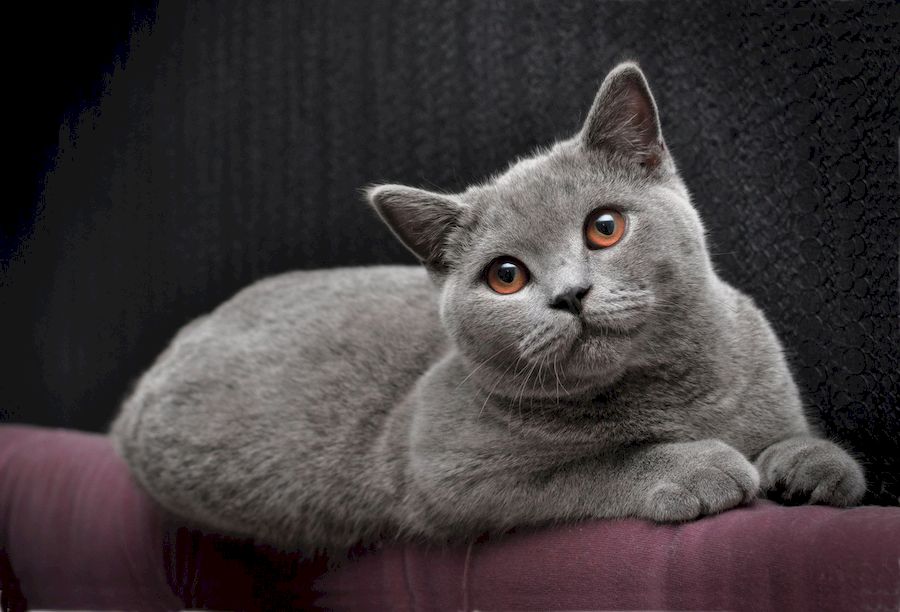 Британская короткошерстная кошка, фото, описание, характеристики и цена  котят