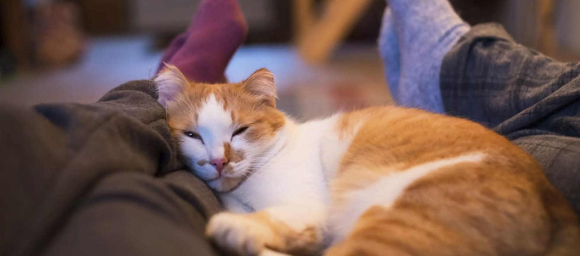 почему кошка ложится в ноги человека спать