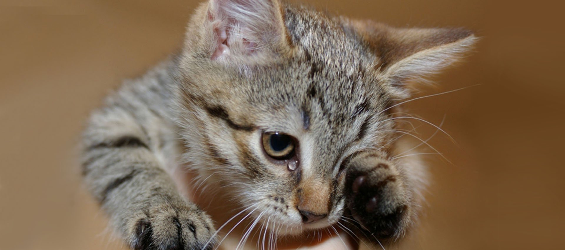 Плачут ли кошки - патология или эмоциональное проявление