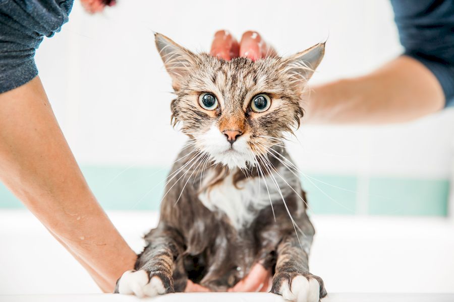 Когда начинать мыть котенка, с какого возраста и чем
