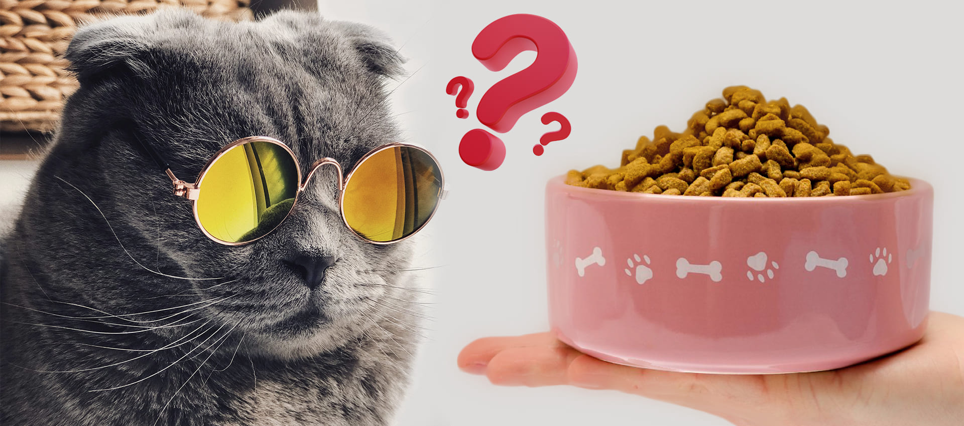 Сколько раз кормить кошку, нормы питания активного животного
