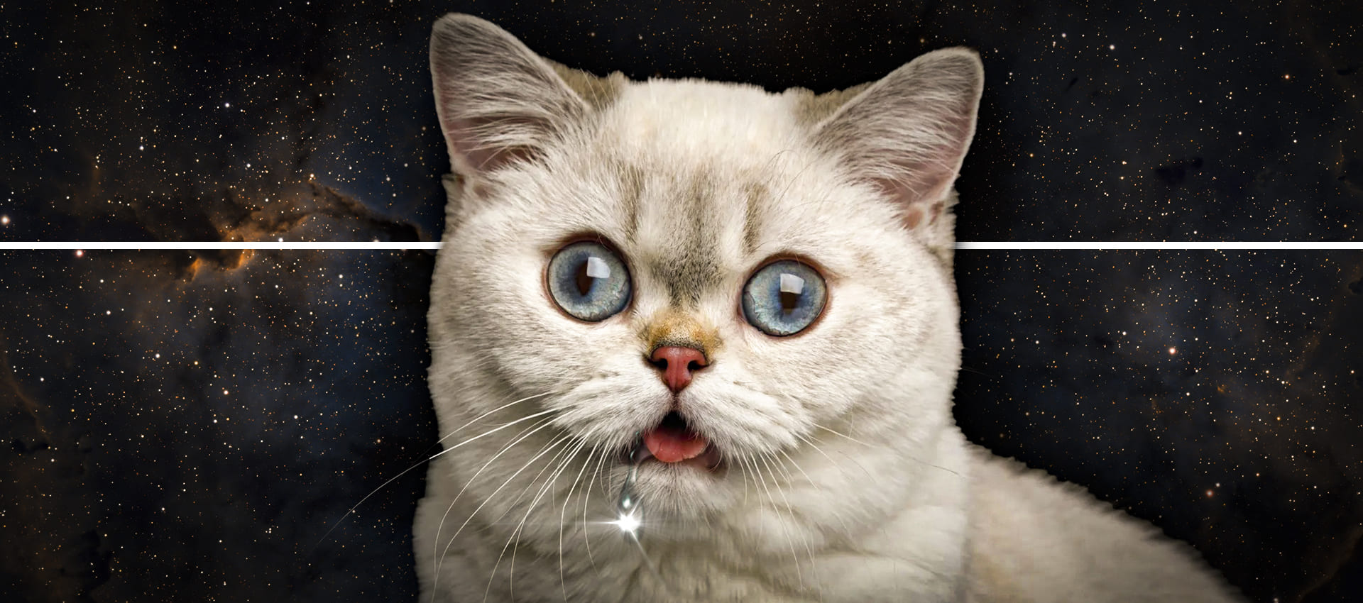 Почему у кота текут слюни изо рта? Основные причины и как помочь кошке