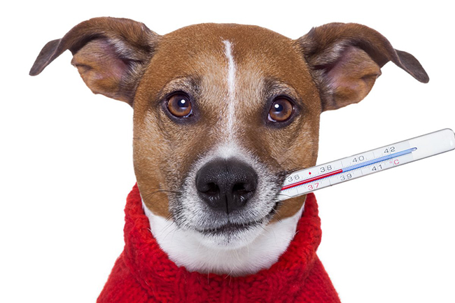 Какая нормальная температура у собак, отклонение от нормы и как измерить