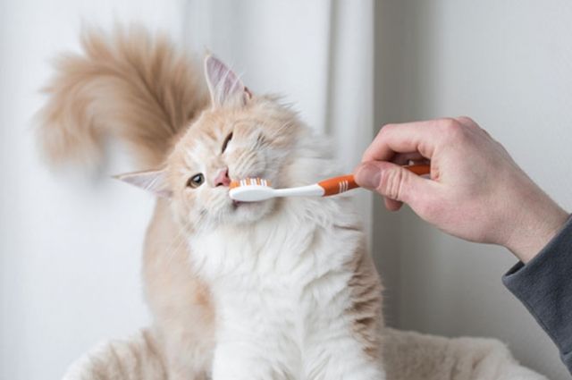 Как чистить зубы кошке, как и чем чистить полость пасти