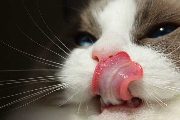 Почему у кота текут слюни изо рта?