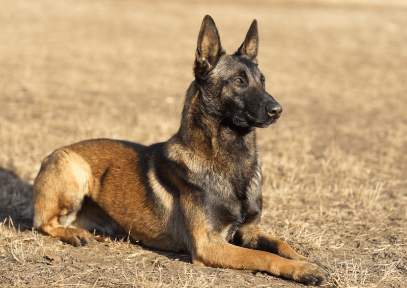 Бельгийская овчарка: фото, описание, характер, цена собаки, отзывы