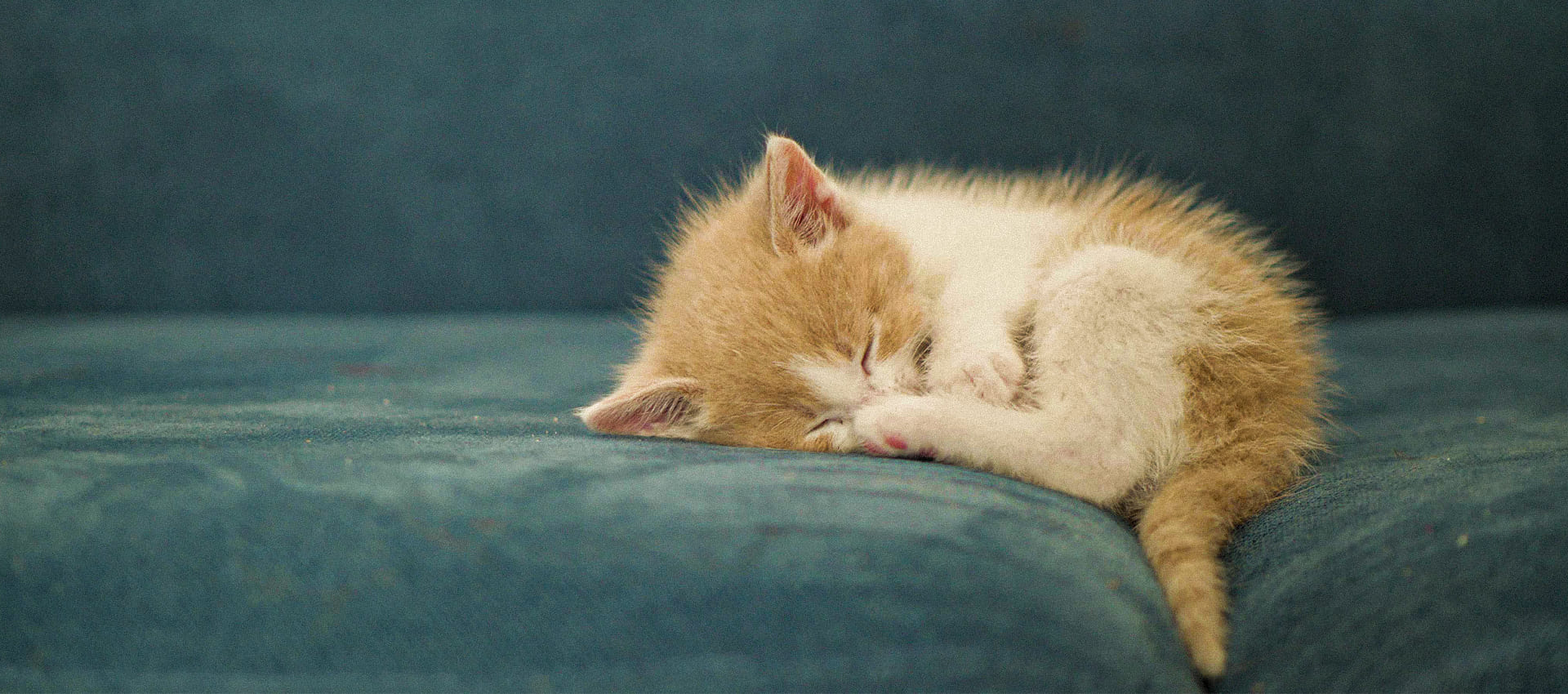 Почему кошки много спят? Причины долгова сна