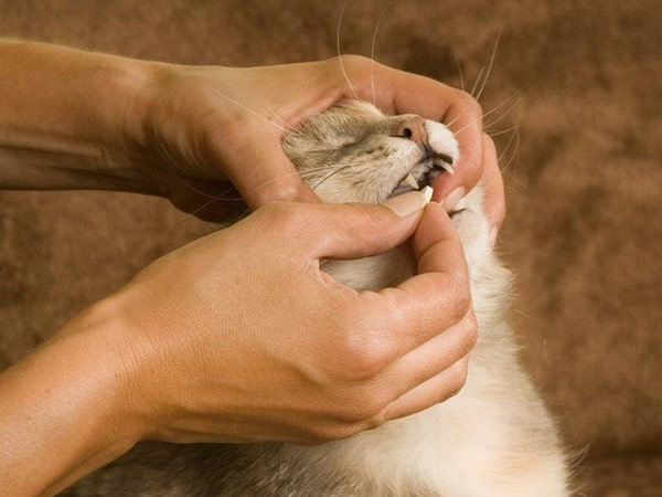Как правильно дать кошке таблетку без проблем