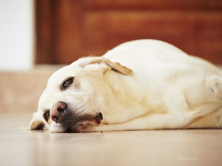 Собака вялая: 10 причин этого состояния, когда обращаться к ветеринару?