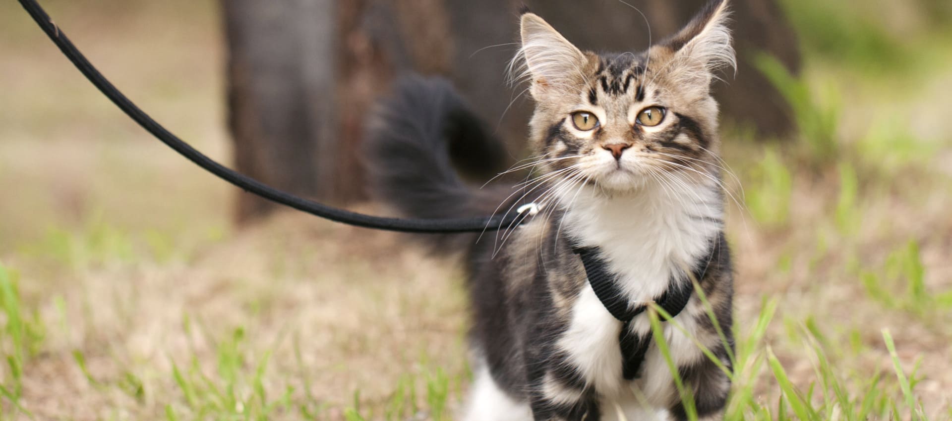 Какой должна быть правильная шлейка для кошки, прогулки без забот