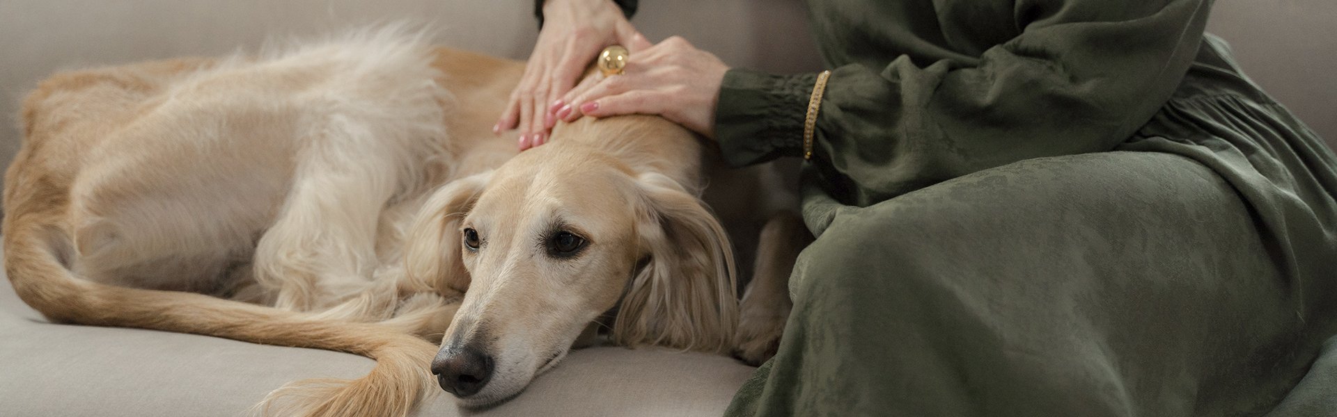 Гипоаллергенные породы собак для аллергиков и астматиков