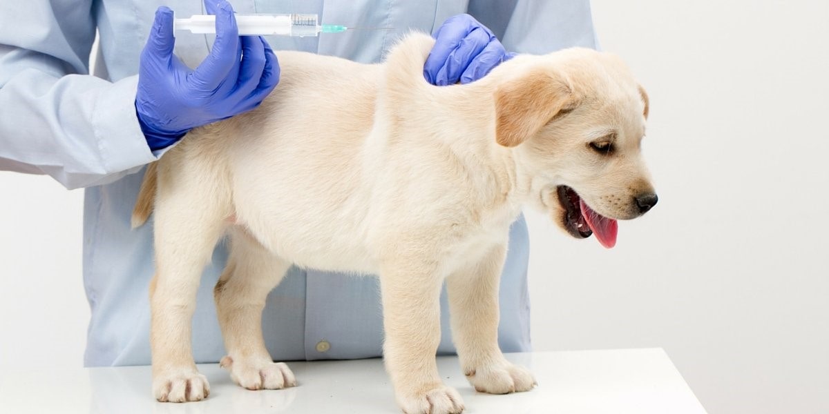 Вакцинация щенков: сроки, прививки и их значение