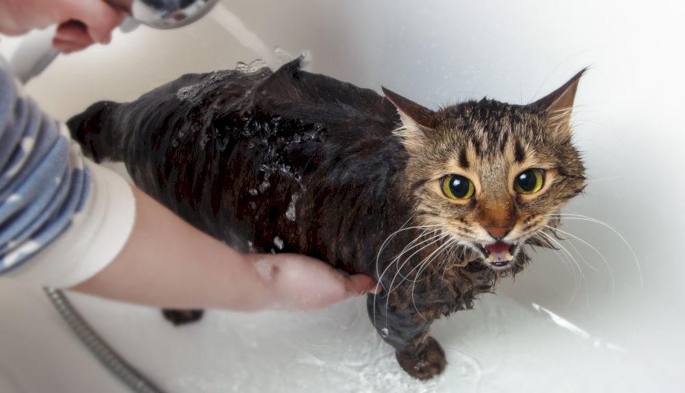 Как правильно мыть кошку | Блог Старая Ферма