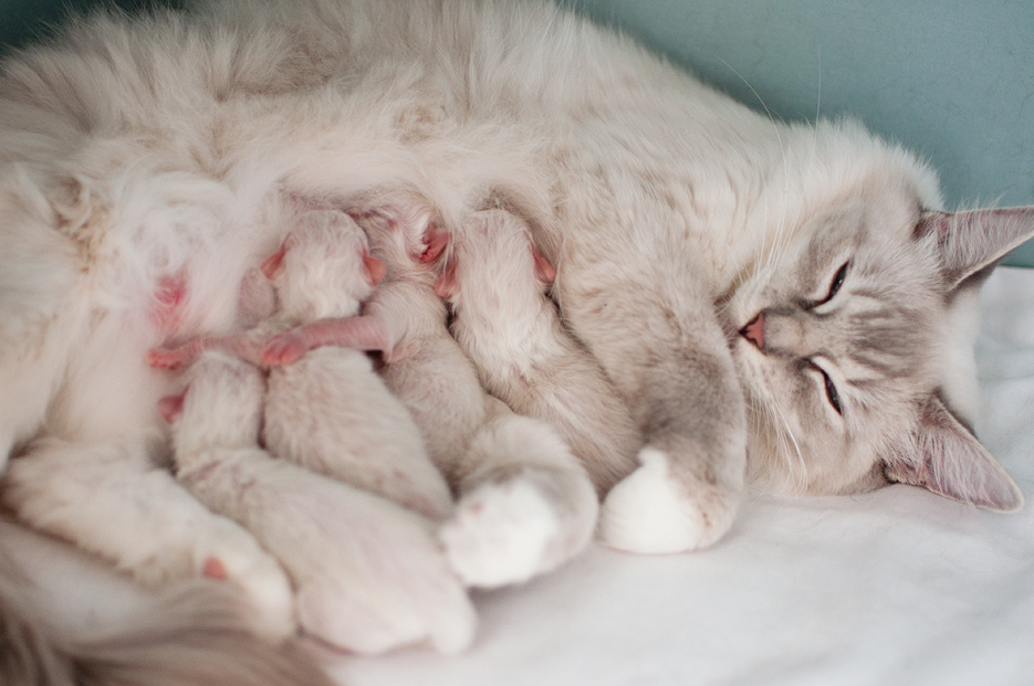 Беременность и роды кошки, признаки, подготовка и помощь