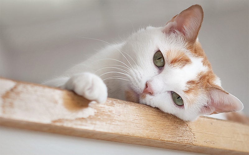 7 причин появления язв на теле у кошки: подробный обзор проблем и рекомендации по лечению