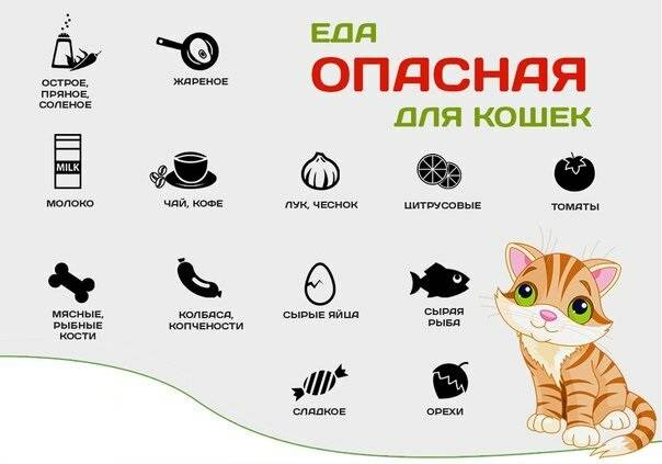 Как правильно кормить взрослую кошку, рацион питания