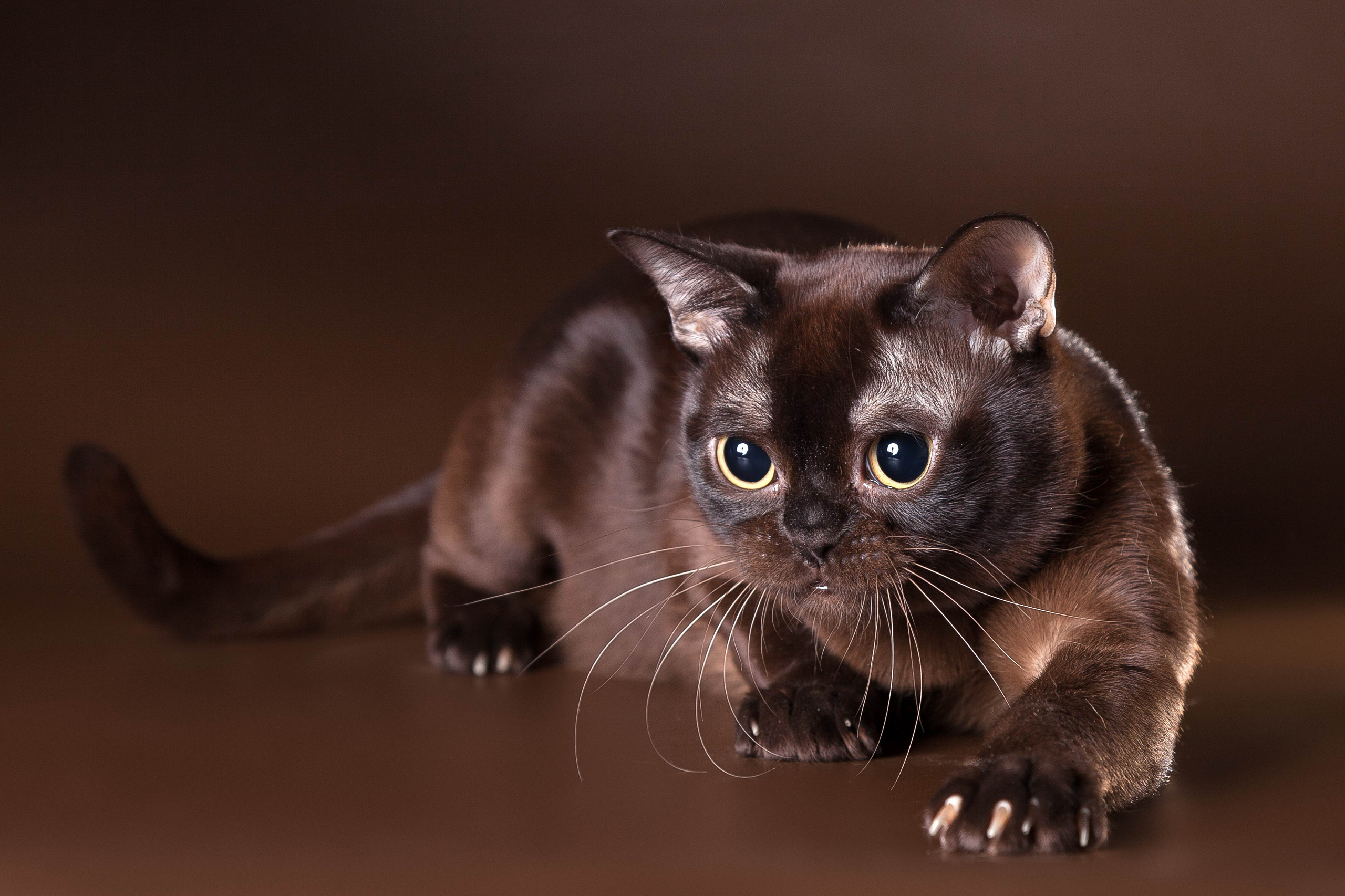 коричневая кошка бурманская