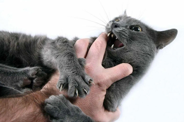 почему кот злой и кусается