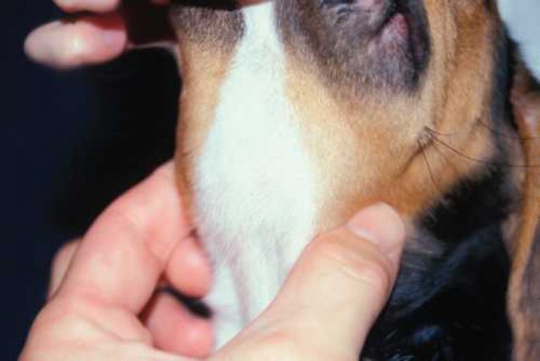 Причины воспаления лимфоузлов у собаки, о лимфадените