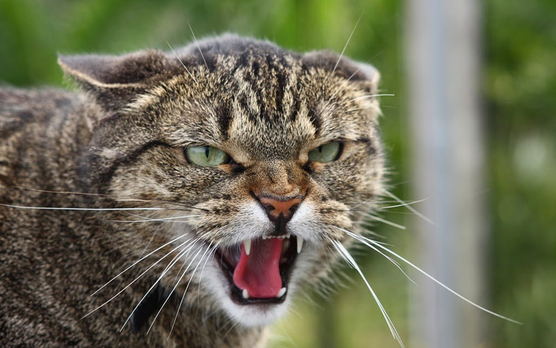 Злые породы кошек, наиболее агрессивные и боевые представители