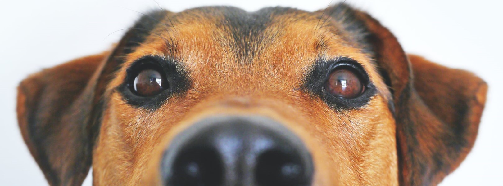Сухой нос у собаки – повод для беспокойства? Из-за чего у собаки сухой нос