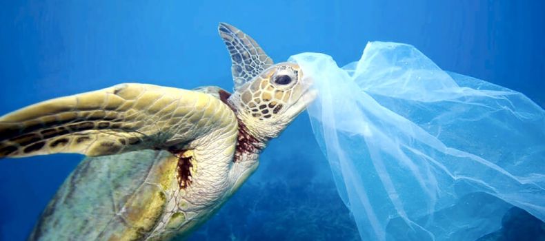 Пластиковая угроза: влияние мусора на жизнь морских обитателей