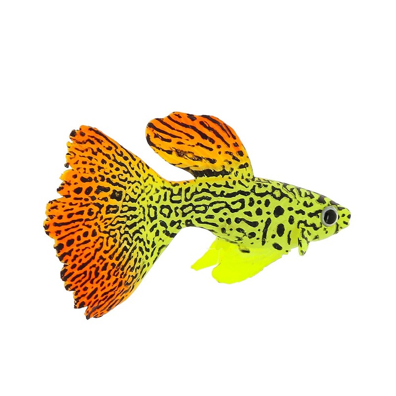 Gloxy флуоресцентная аквариумная декорация рыба гуппи на леске 8х2,5х4,5 см декор для аквариумов gloxy флуоресцентный рыба клоун на леске 7х2 5х4см